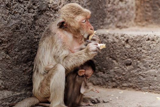 monkeys sit and eating on the building.