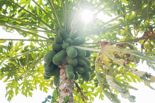 Raw papaya on tree at sunlight in the countryside.