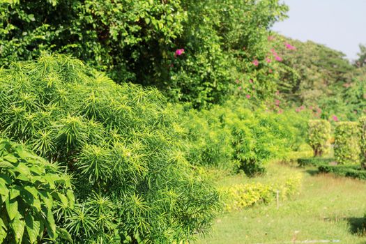 Ornamental green with refreshing nature in the garden.