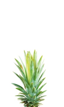 Pineapple of leaves with the white background.