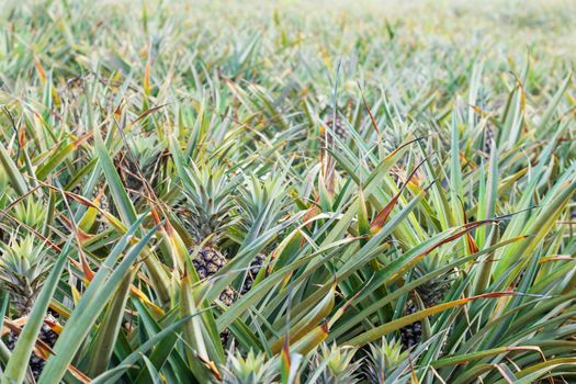 Pineapple on plots planted in farm with morning sun.