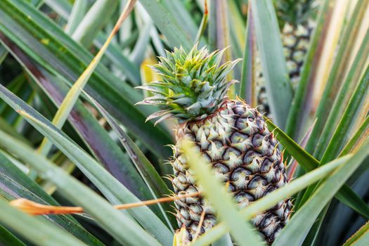 Pineapple on plots in farm with growing.