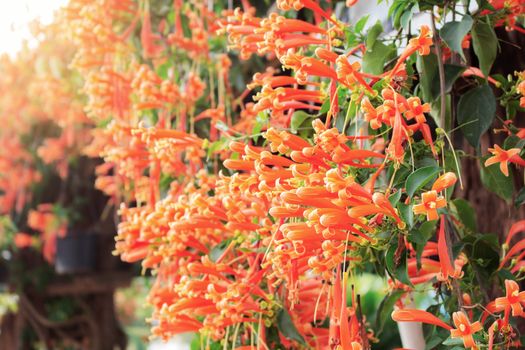 Orange flowers with daylight of countryside.