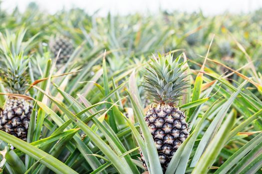 Pineapple on tree in farm with growing.