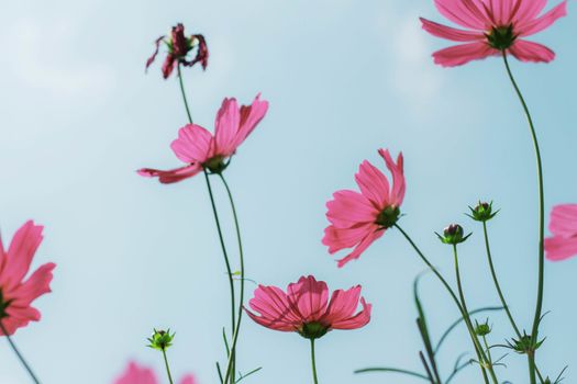 Pink cosmos with the beautiful at blue sky.