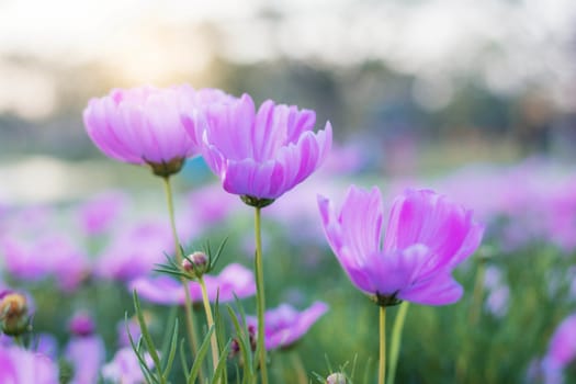 Purple cosmos flower with a beautiful in the garden.