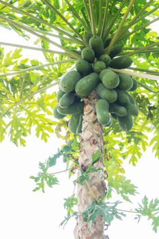 Raw papaya at sky in the countryside.