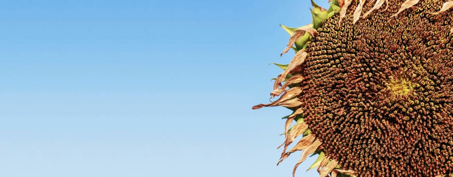 Sunflower dries with texture of seeds on the blue sky.