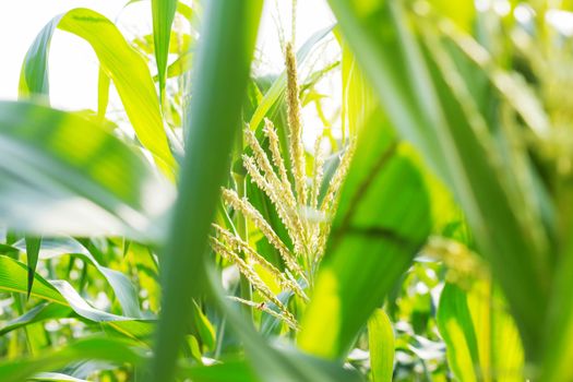 Pollen and leaves of corn with sunlight.