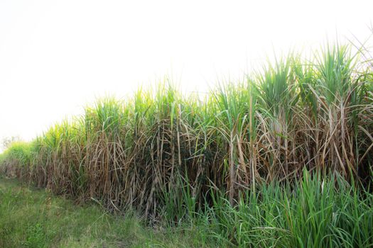 Sugarcane on field with the sky.