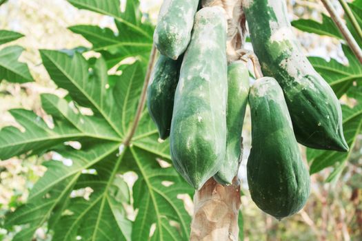 Raw papaya on farm in the countryside.