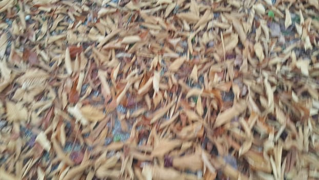 Dried brown and fresh green leaves on floor during autumn season. Leaves background for text and messages
