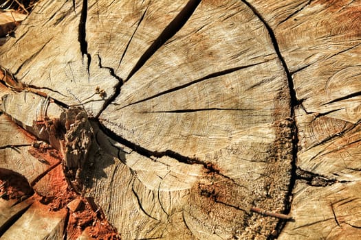 Colorful tree trunk texture in the countryside in Spain