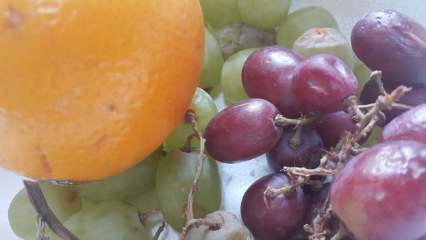 A close up view of green and purple grapes in bunches with orange. Sweet, juicy and tasty grapes a natural fruit for vegeterians and used for in wine making.