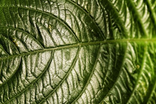 Green leaf texture