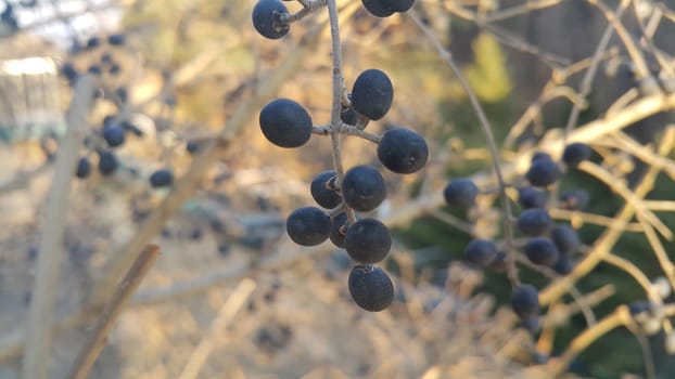 Closeup view of Black mountain ash berries: A selective focus view