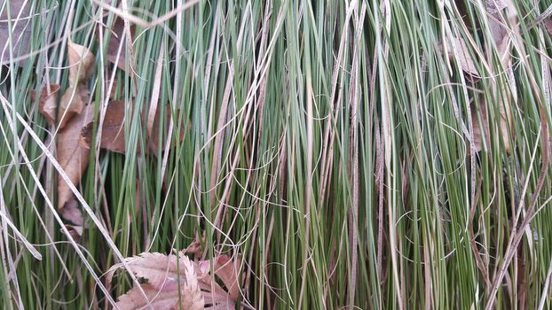 A close up view of green and dried grass.  Grass natural background for text and advertisements