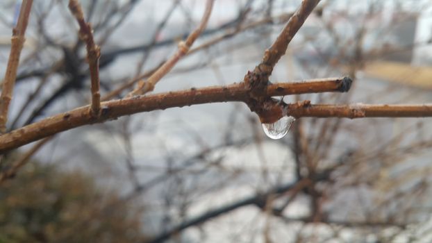 Closeup macro view of tree branches with water drop dripping in autumn season. a drop of water at the end of a branch like a teardrop. Rainy weather background