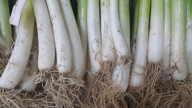 Close up view of white and green leaves with roots onions. Vegetable background for text and advertisements.