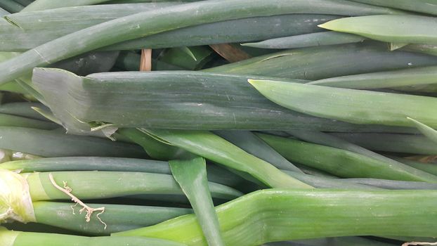 Close up view of lush green leaves of onions. Vegetable background for text and advertisements.