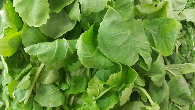 Close up view of lush green leaves of spinach vegetables. Vegetable background for text and advertisements.