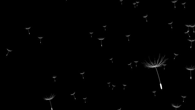 Closeup view of Dandelion or blow ball blowing in the air against black background