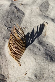 Dry palm tree leaf with sand texture in the morning