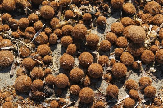 Dry oceanic posidonia seaweed balls on the beach and sand texture in a sunny day in winter