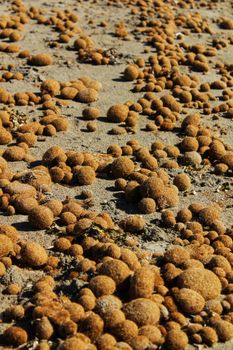 Dry oceanic posidonia seaweed balls on the beach and sand texture in a sunny day in winter