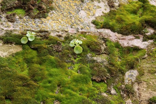 Colorful texture of moss on gray stone in Spain