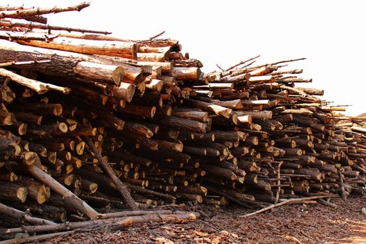 Trunks cut down waiting to be transported in a spanish forest in spring