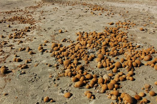 Dry oceanic posidonia seaweed balls on the beach and sand texture in a sunny day in winter