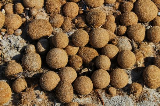 Dry oceanic posidonia seaweed balls on the beach and sand texture in a sunny day in winter
