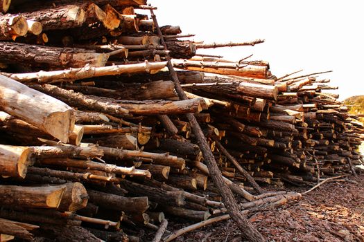Trunks cut down waiting to be transported in a spanish forest in spring