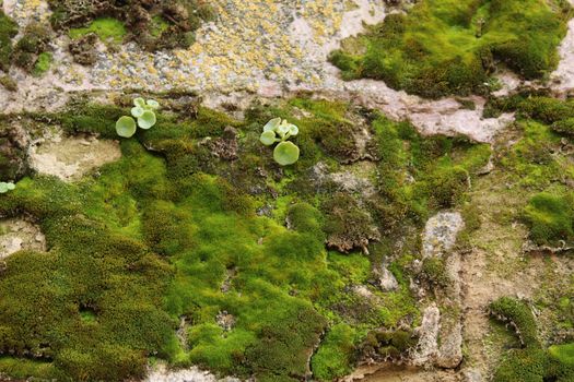Colorful texture of moss on gray stone in Alcaraz
