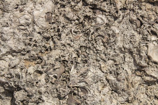 Brown rock texture with marine fossils