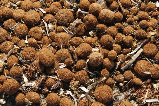 Dry oceanic posidonia seaweed balls on the beach and sand texture in a sunny day in winter