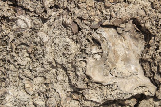 Brown rock texture with marine fossils