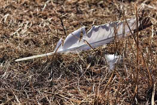 White feather on dry grass texture under the sun
