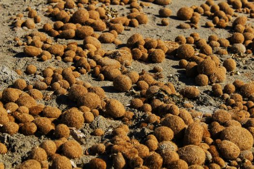 Dry oceanic posidonia seaweed balls on the beach and sand texture in a sunny day in winter