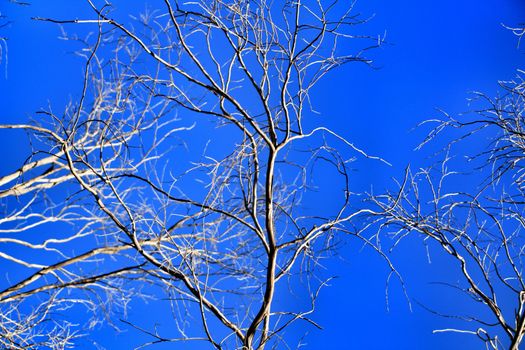 Branches of dry and dead tree under blue sky in Autumn
