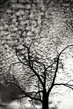 Sky with altomumulus clouds and tree silhouettes in Spain
