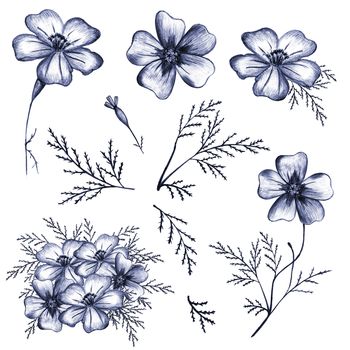 Set of Blue Hand-Drawn Isolated Flower. Monochrome Botanical Plant Illustration in Sketch Style. Thin-leaved Marigolds for Print, Tattoo, Design, Holiday, Wedding and Birthday Card.