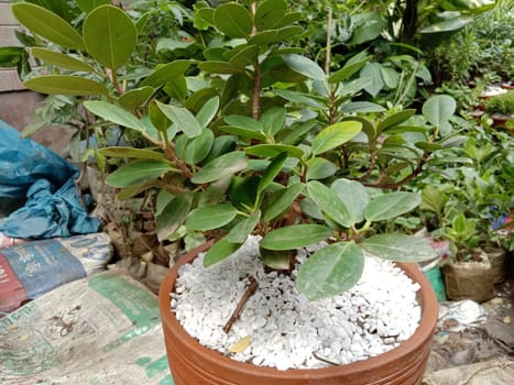 green tree on flower pot on garden