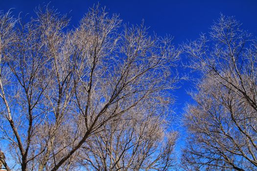 Dry Branch texture under blue sky in winter