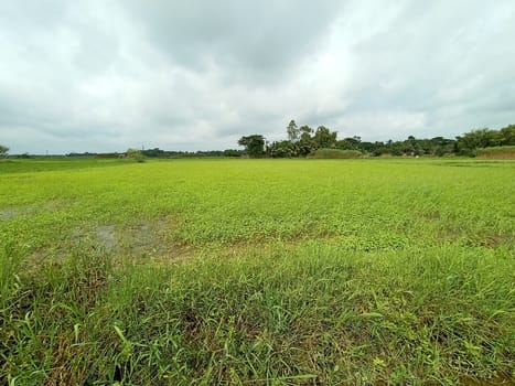 green grass view and sky view with nature