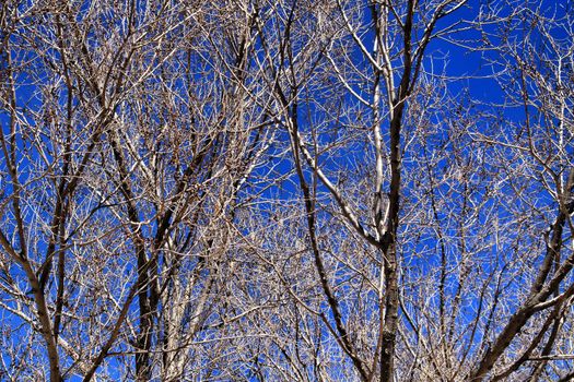 Dry Branch texture under blue sky in winter