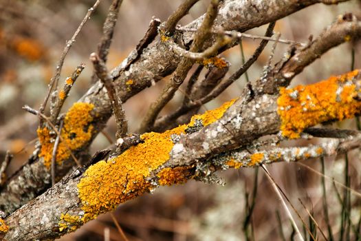 Colorful Dry tree branches with moss texture in the mountain in winter