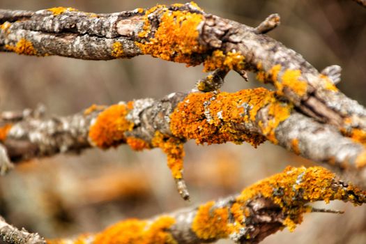Colorful Dry tree branches with moss texture in the mountain in winter