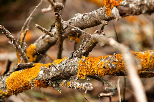 Colorful Dry tree branches with moss texture in the mountain in winter
